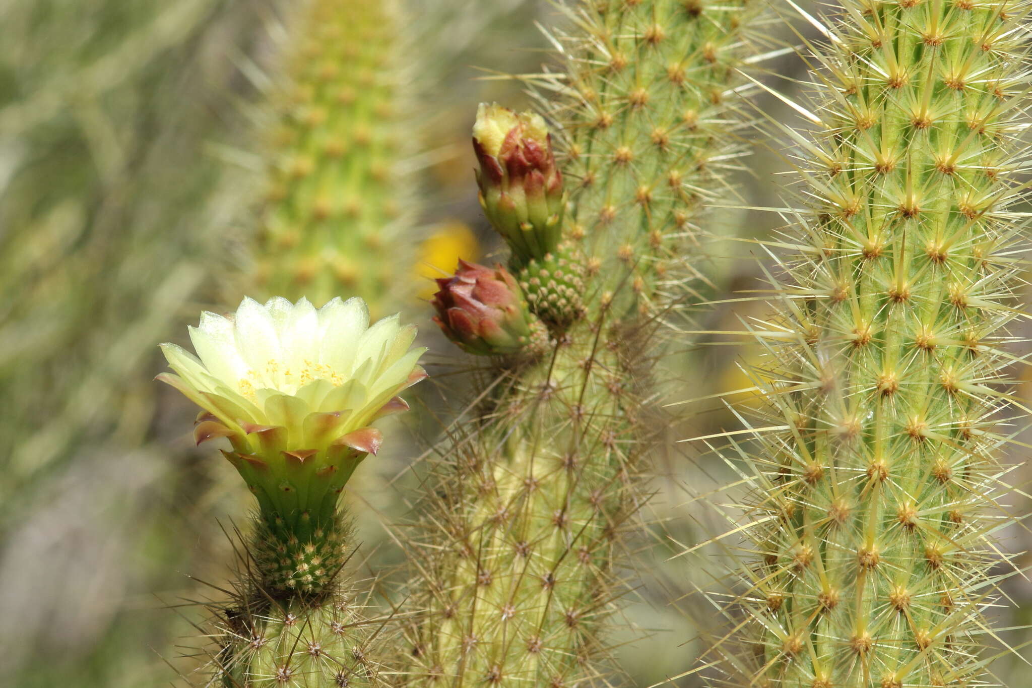 Image of snakecactus