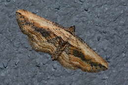 Image of small waved umber