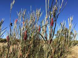 Image of Hakea francisiana F. Müll.