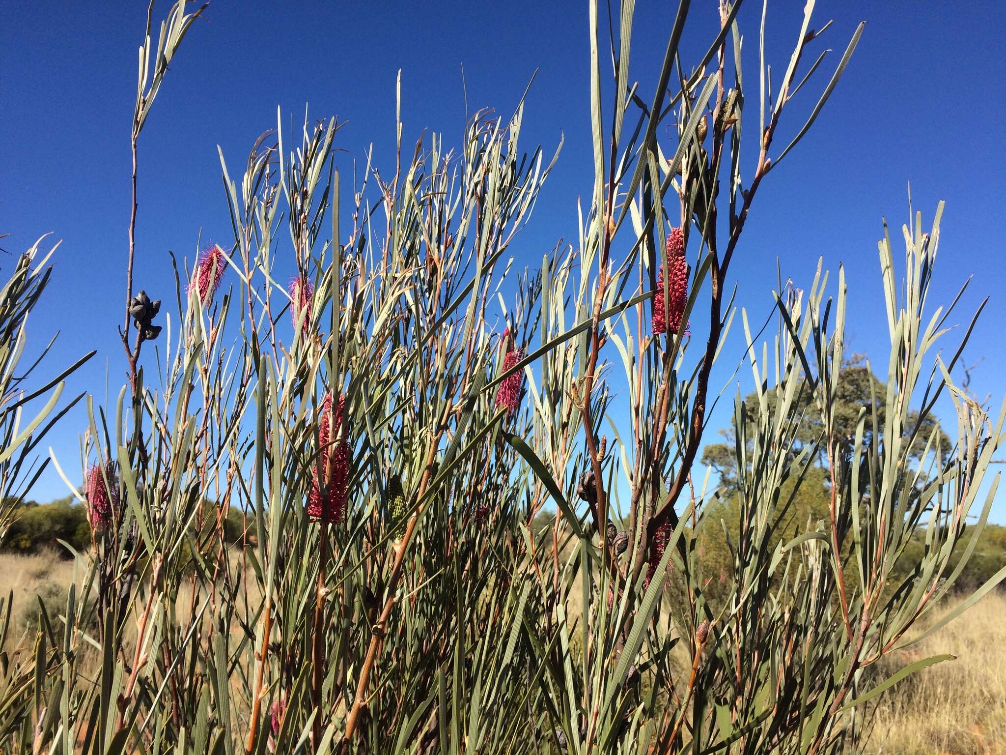 Image of Hakea francisiana F. Müll.