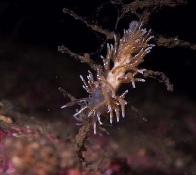 Image of Rubramoena rubescens (Picton & G. H. Brown 1978)