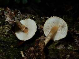 Image de Cystoderma clastotrichum (G. Stev.) E. Horak 1971