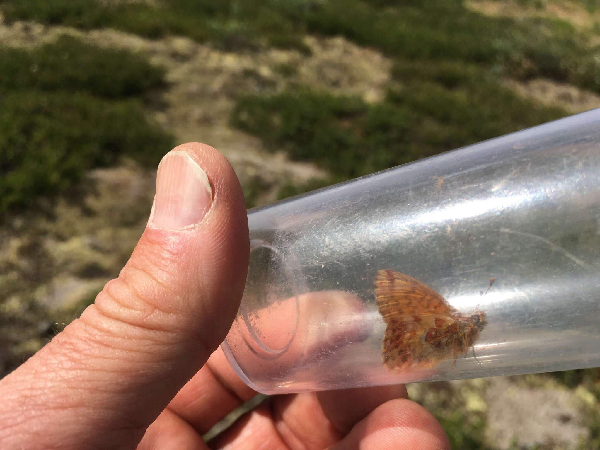 Image of Alaskan Fritillary