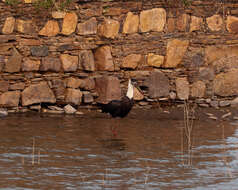 Image of Asian Woolly-necked Stork