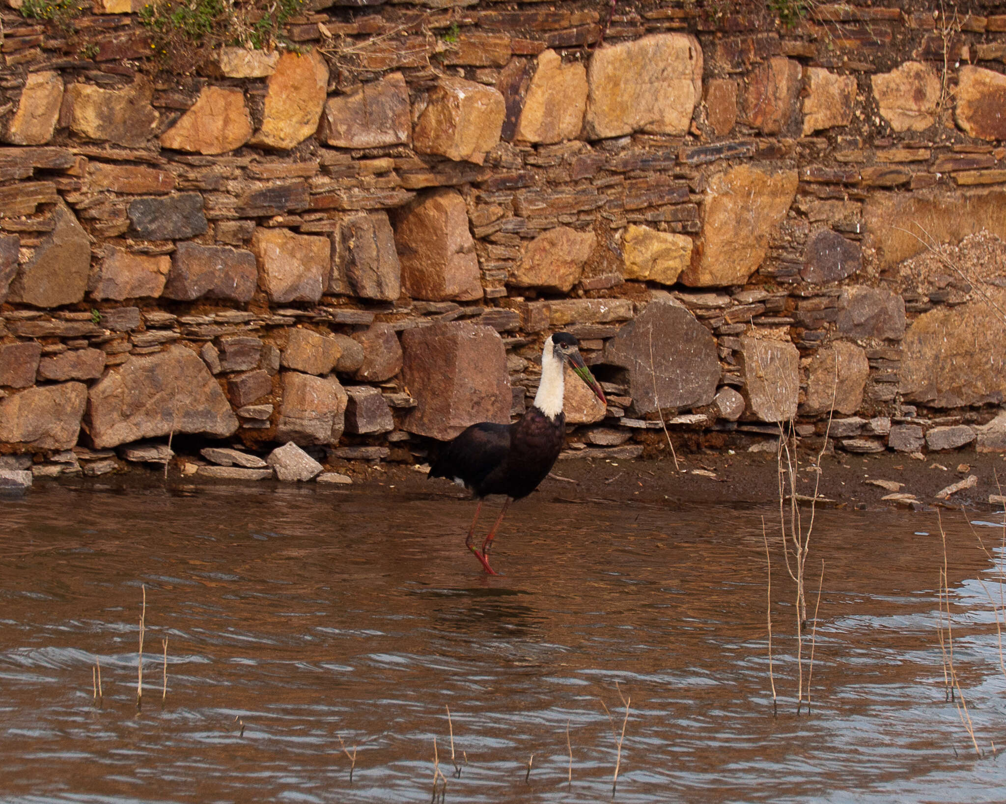 Image of Asian Woolly-necked Stork