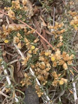 Image of Helichrysum asperum var. appressifolium (Moeser) Hilliard