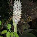 Image of Aechmea bromeliifolia var. albobracteata Philcox