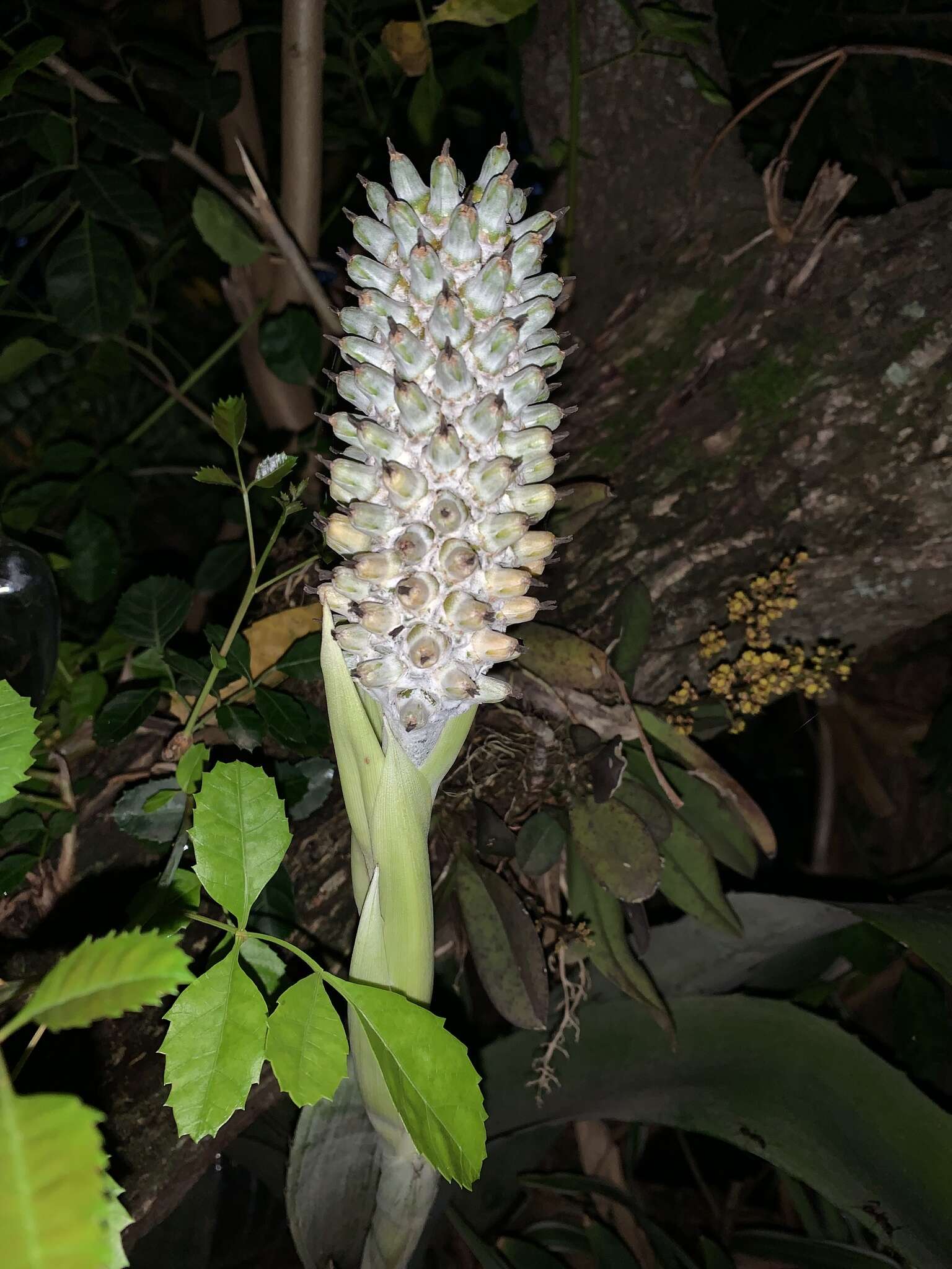 Image of Aechmea bromeliifolia var. albobracteata Philcox