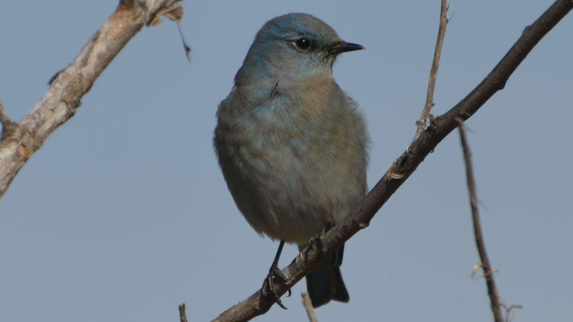 Image of Mountain Bluebird