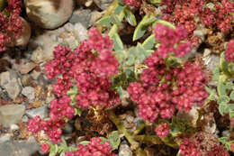 Cistanthe celosioides (Philippi) Carolin ex Hershkovitz resmi