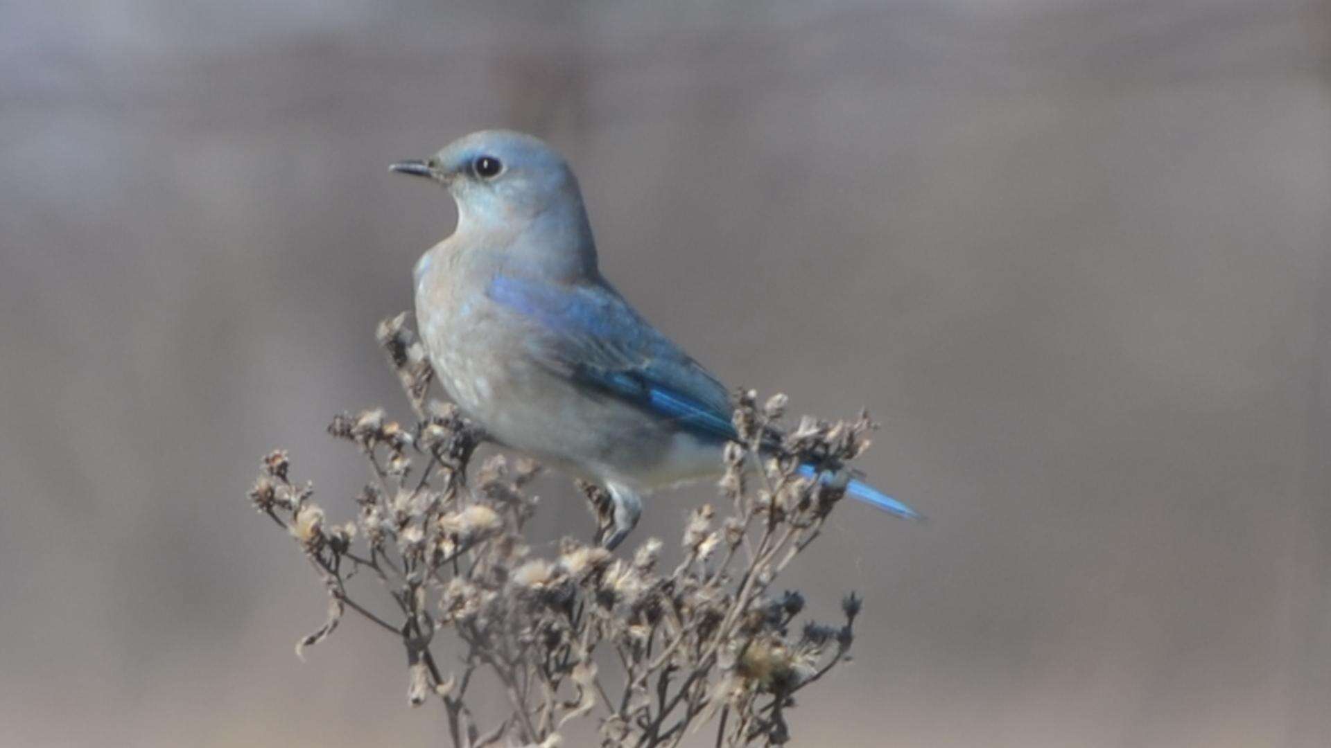 Image of Mountain Bluebird