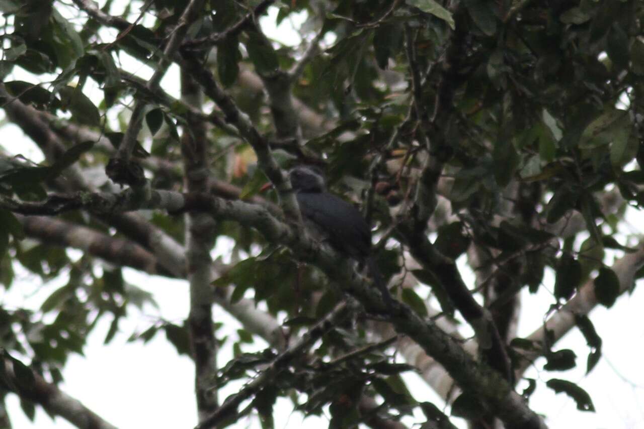 Image of Black Dwarf Hornbill