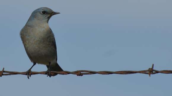 Image of Mountain Bluebird