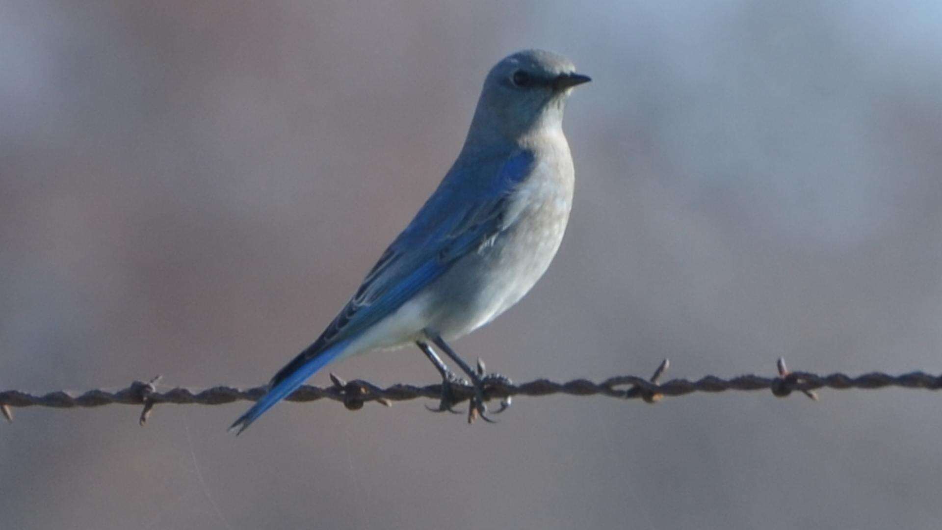 Image of Mountain Bluebird