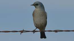 Image of Mountain Bluebird