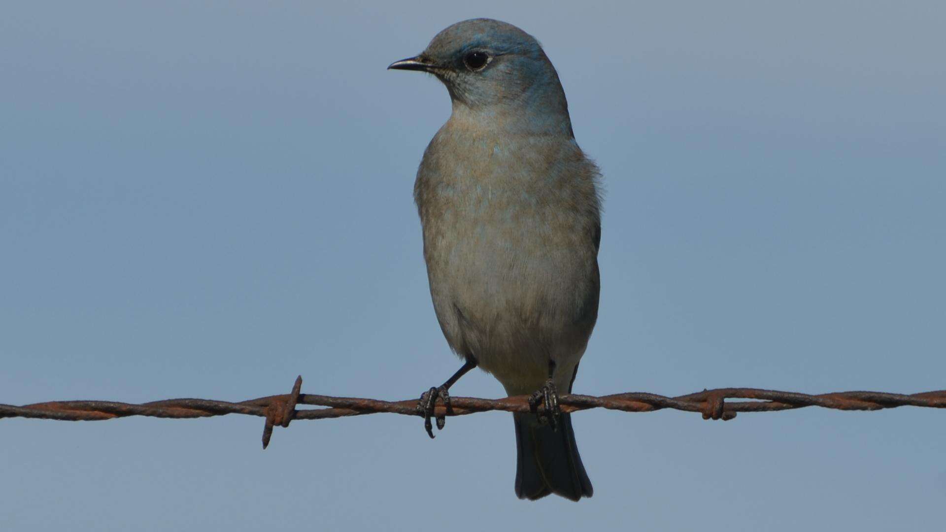 Image of Mountain Bluebird