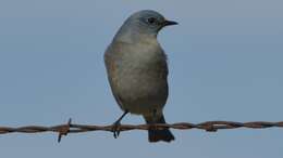 Image of Mountain Bluebird