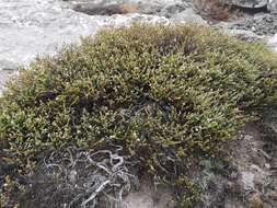 Image of Acmadenia teretifolia (Link) Phill.
