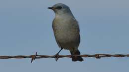 Image of Mountain Bluebird