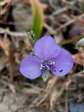 Sivun Murdannia simplex (Vahl) Brenan kuva