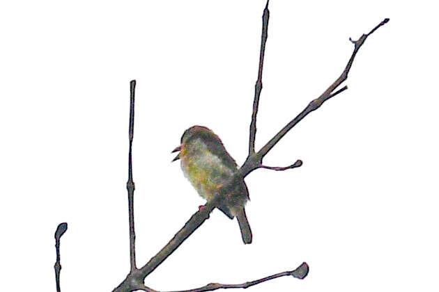 Image of Bornean Brown Barbet