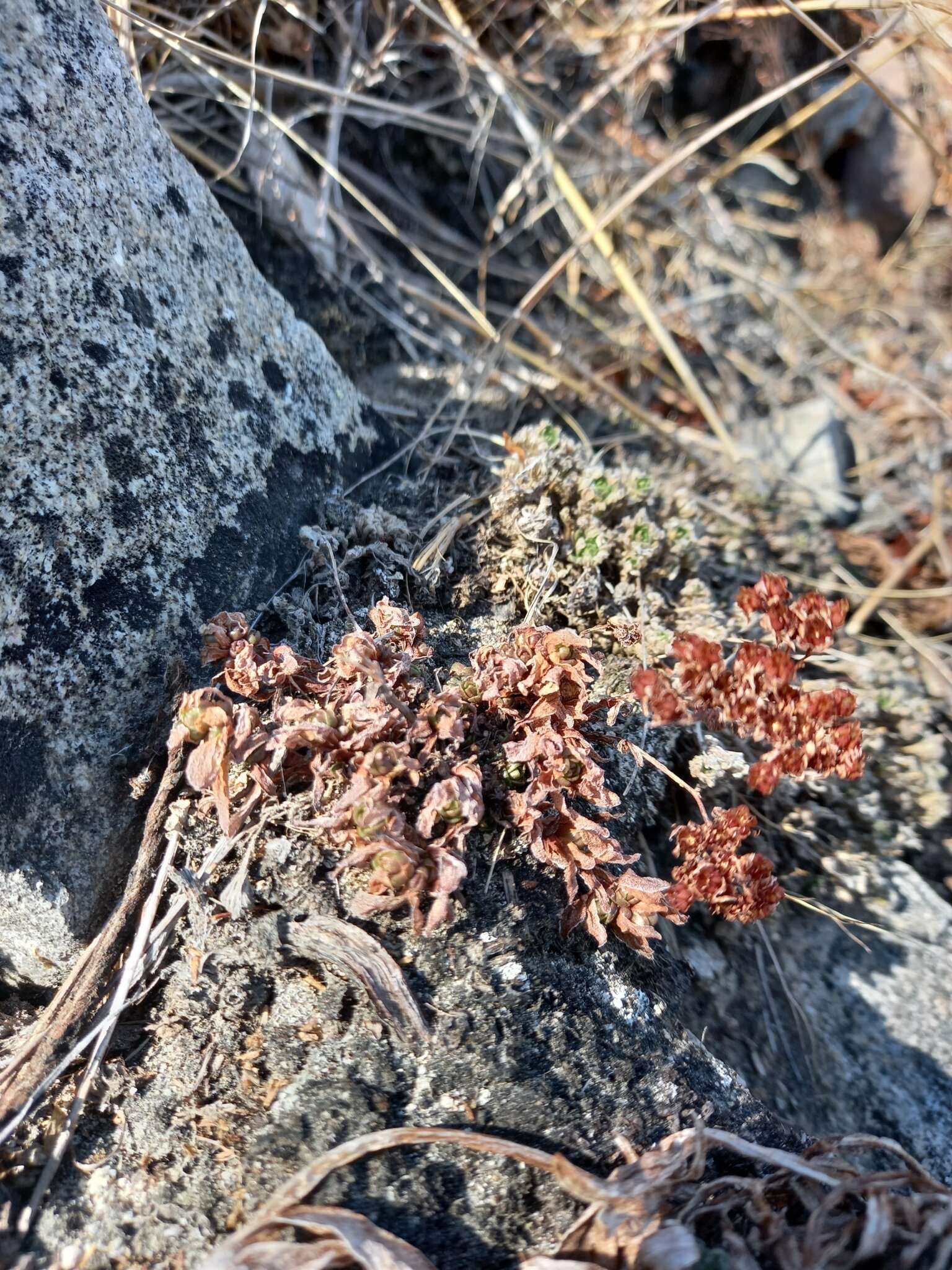 Image of Hylotelephium cyaneum (J. Rudolph) H. Ohba