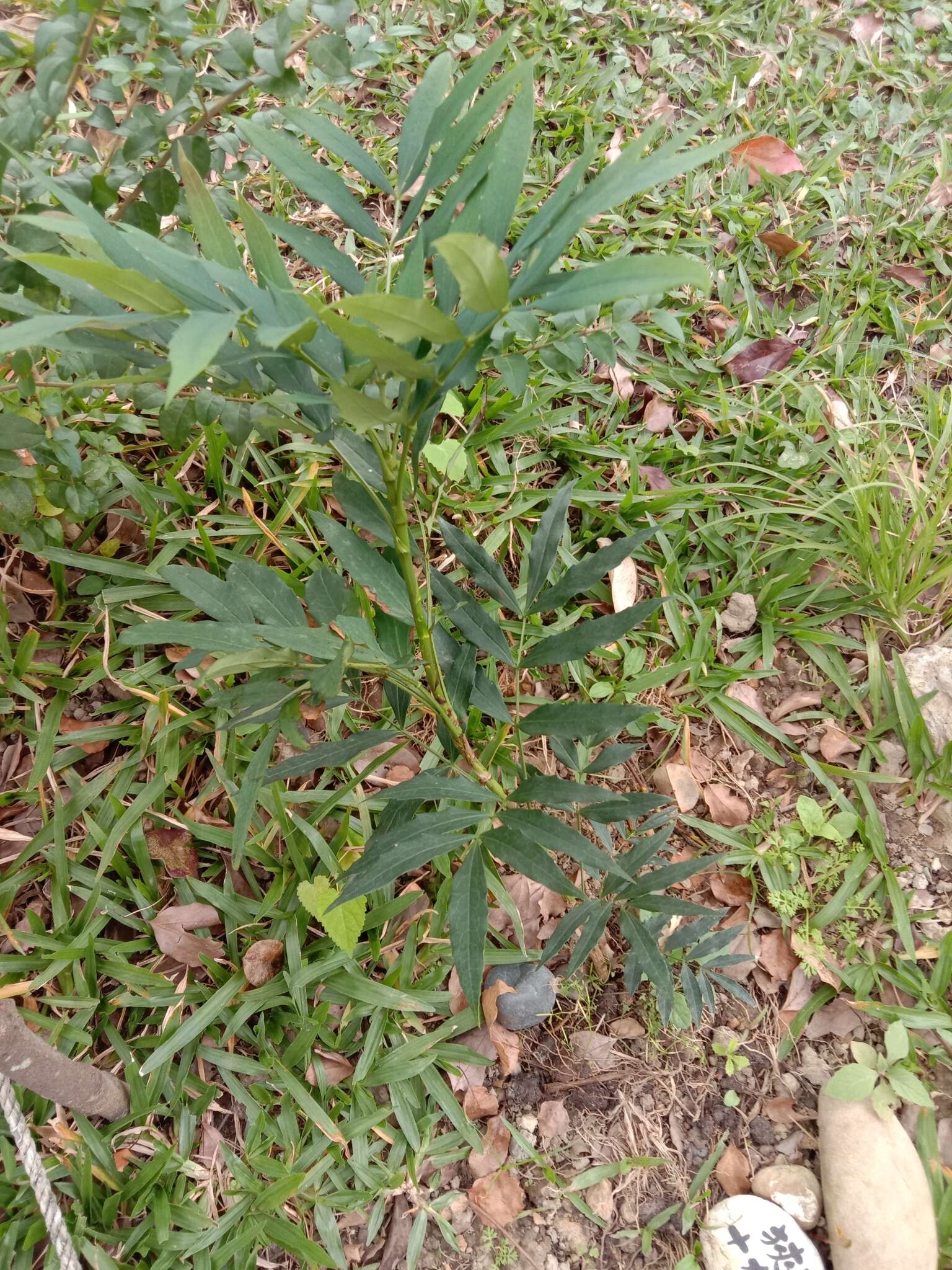 Image of Berberis fortunei Lindl.