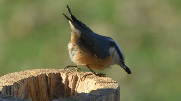 Image of Red-breasted Nuthatch