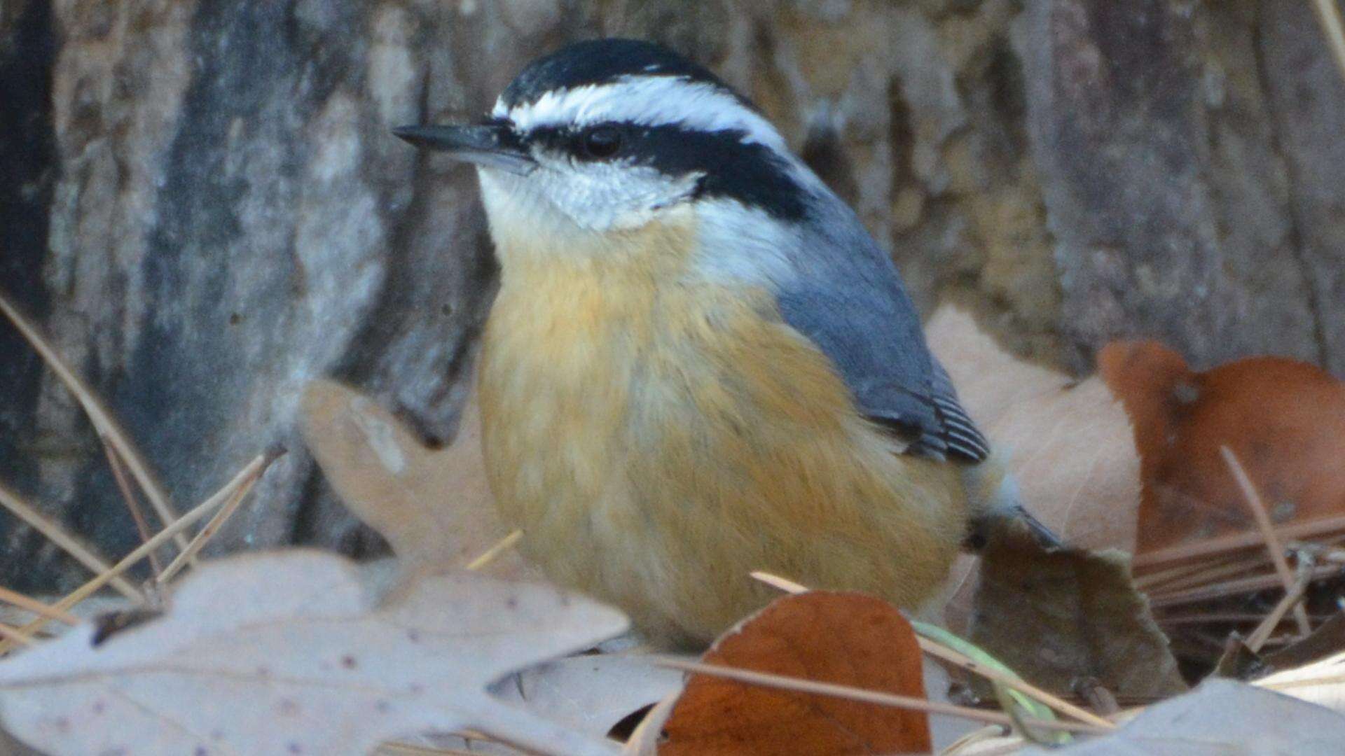 Image of Red-breasted Nuthatch