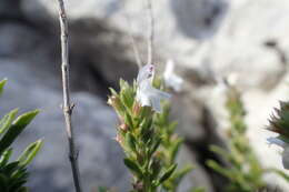 Image of perennial savory