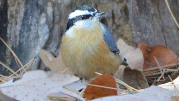 Image of Red-breasted Nuthatch