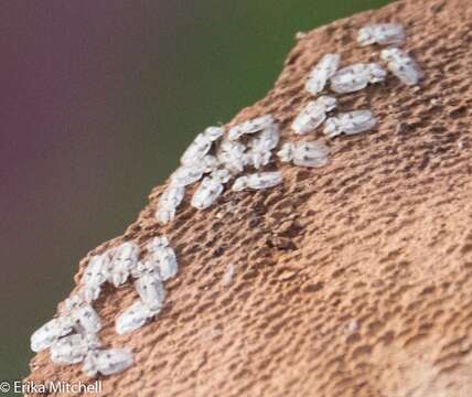 Image of Sycamore Lace Bug