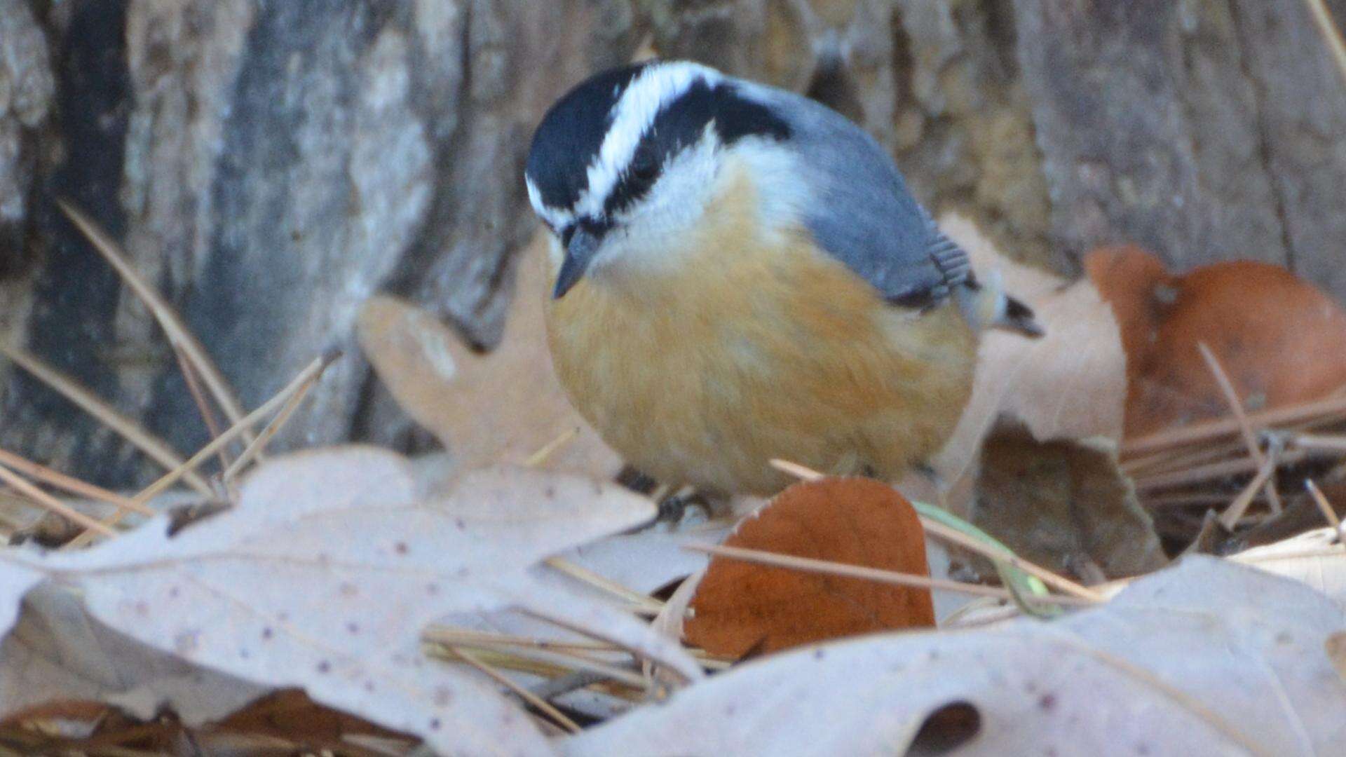 Image of Red-breasted Nuthatch