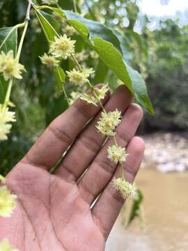 Image of White Cogwood