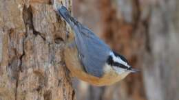 Image of Red-breasted Nuthatch