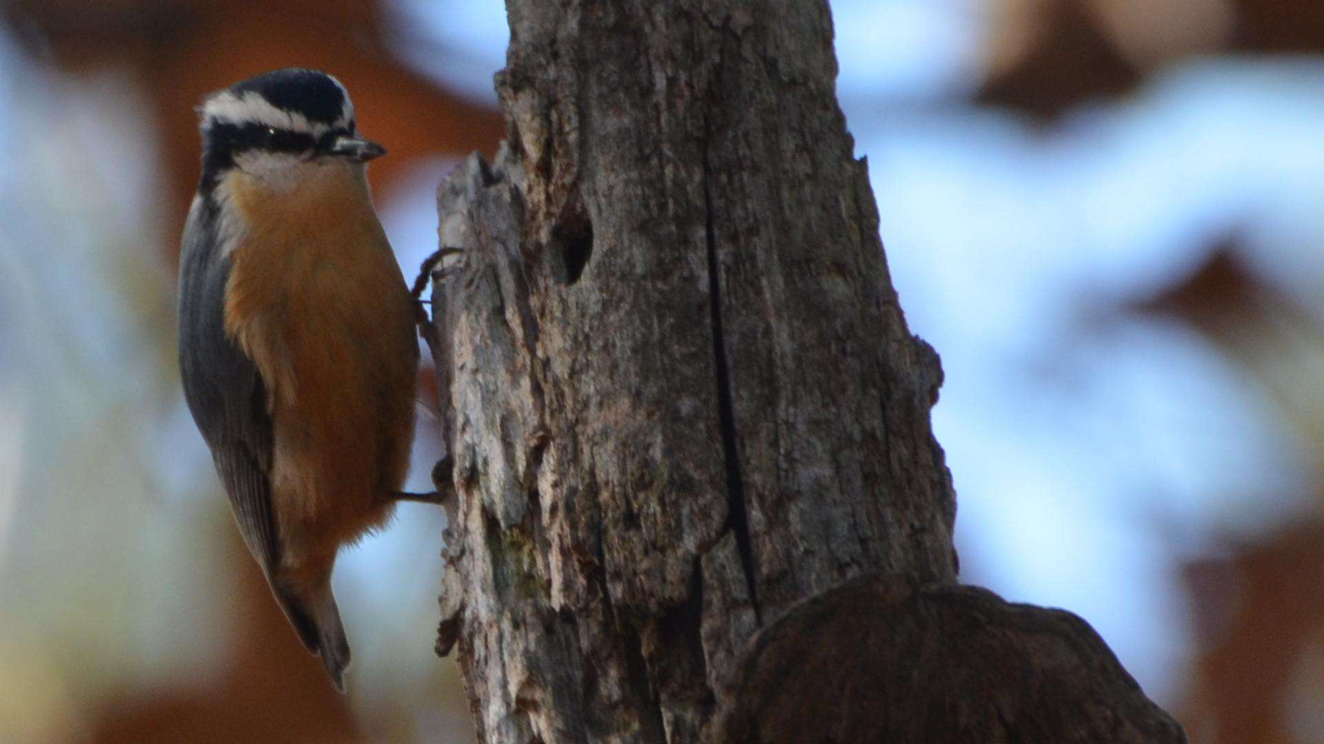 Imagem de Sitta canadensis Linnaeus 1766