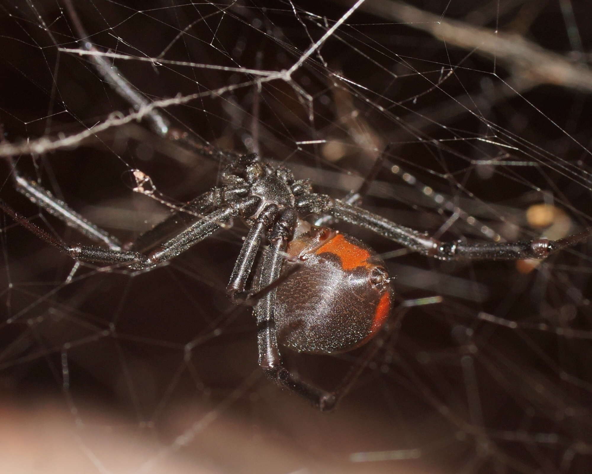 Image of Redback spider