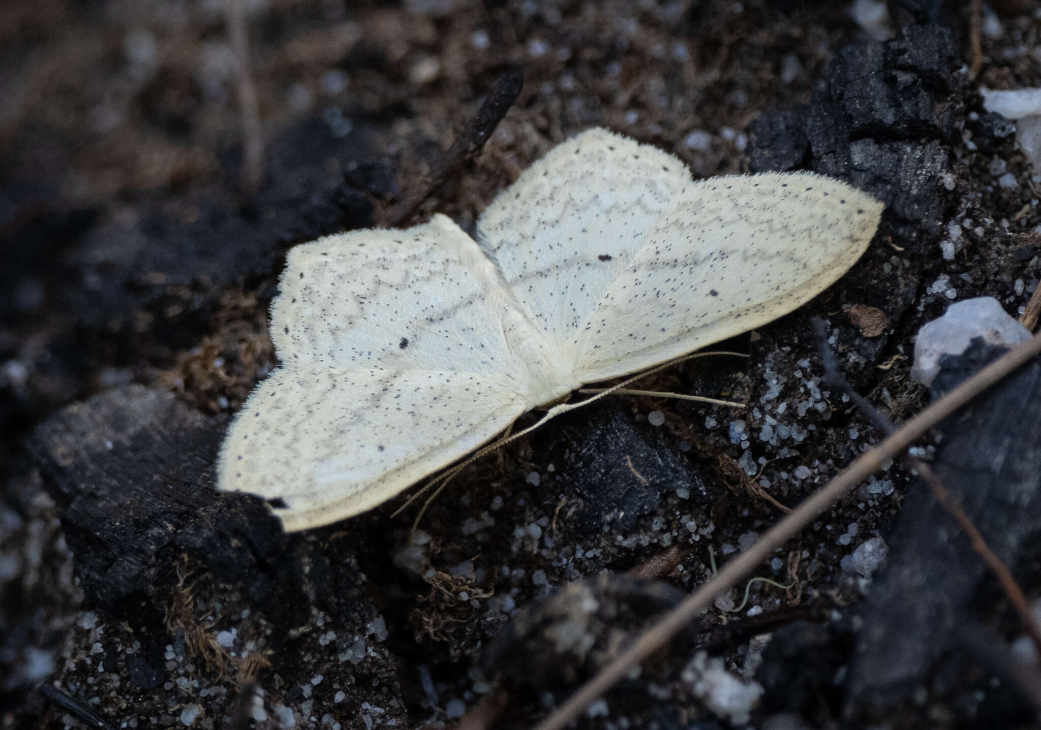 Image of Scopula perlata Walker 1861