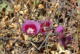 Image of redspot clarkia