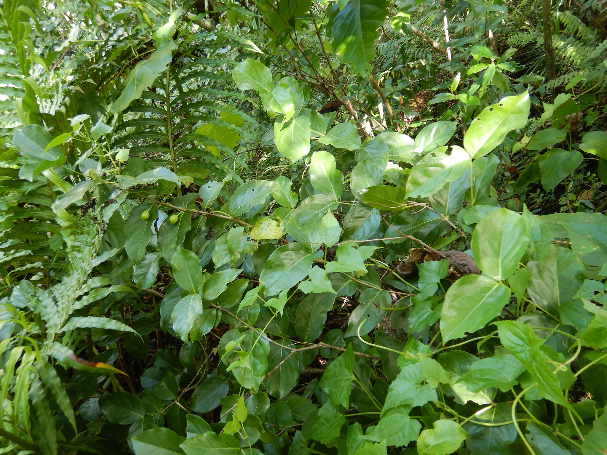 Image of Cyclophyllum