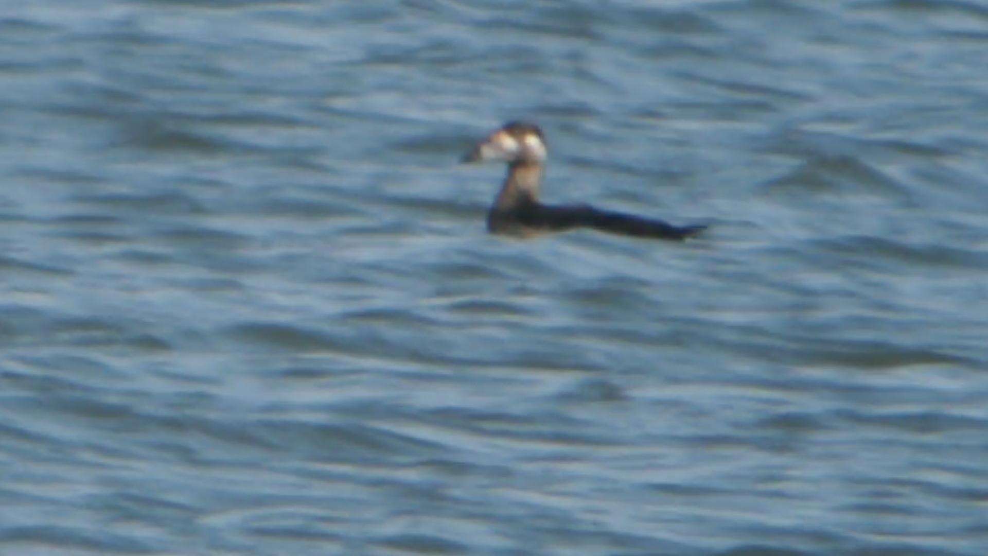 Image of scoter