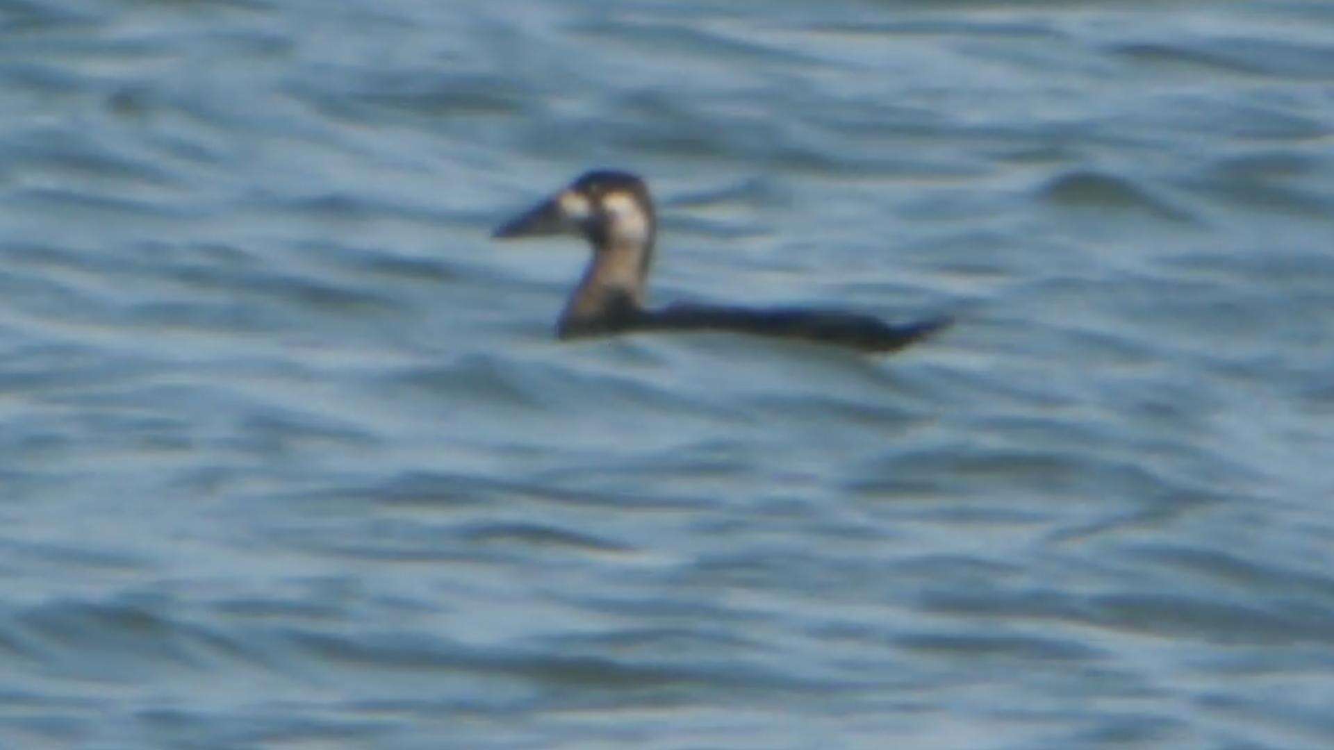 Image of scoter