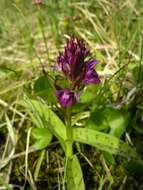 Dactylorhiza traunsteineri subsp. traunsteineri的圖片