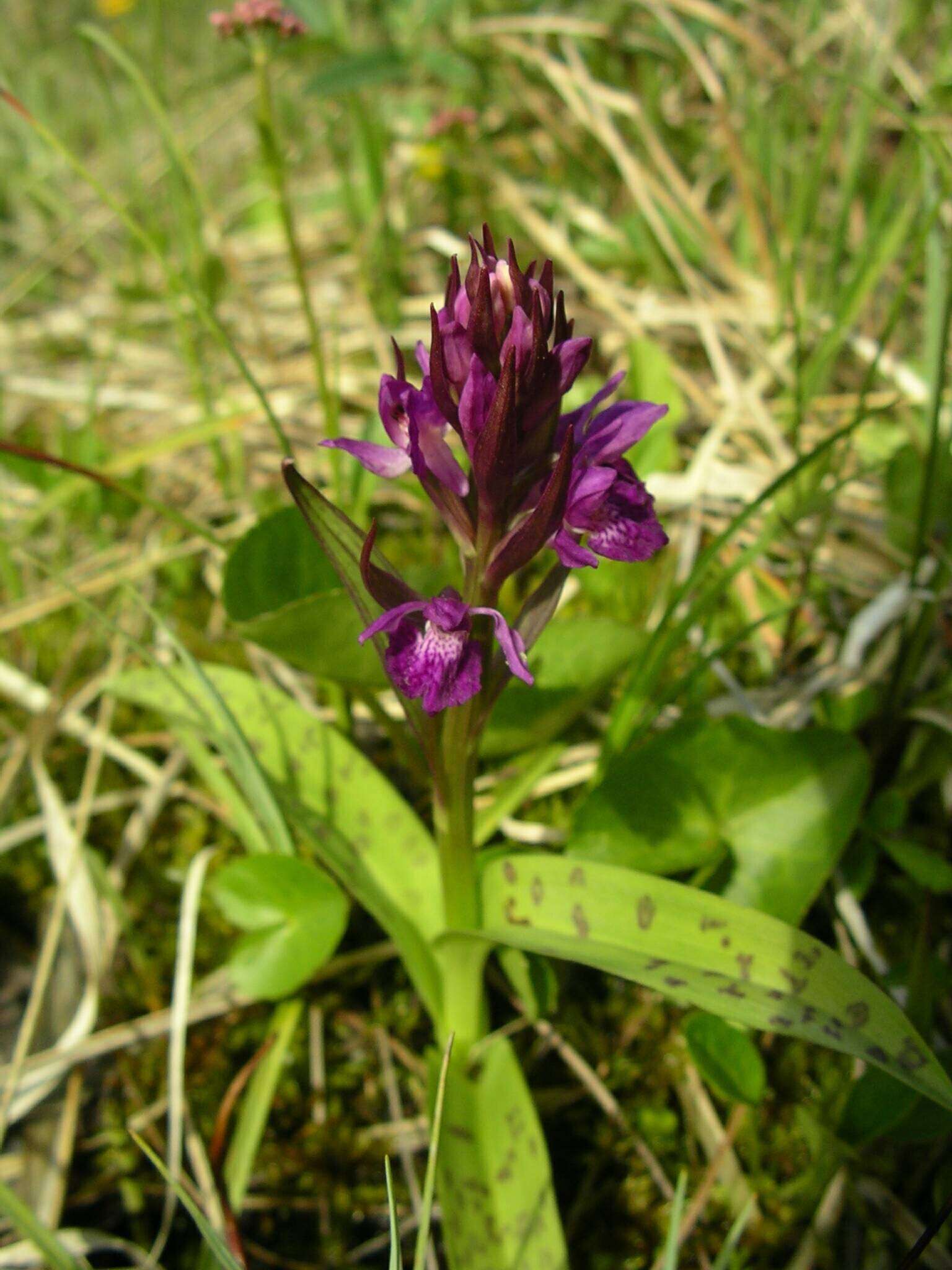 Dactylorhiza traunsteineri subsp. traunsteineri的圖片