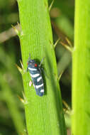 Image of Balacha melanocephala (Signoret 1854)