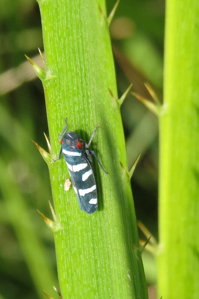 Слика од Balacha melanocephala (Signoret 1854)