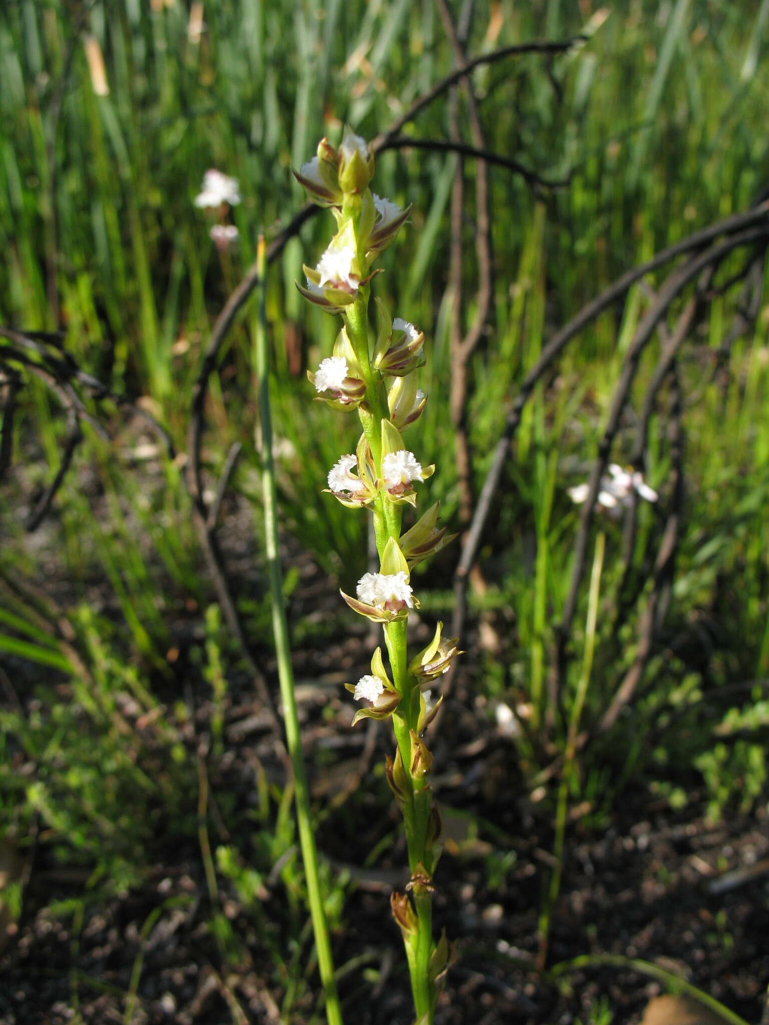 Imagem de Prasophyllum fimbria Rchb. fil.