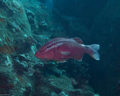 Image of Whitesaddle goatfish