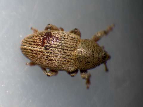 Image of Red Clover Seed Weevil