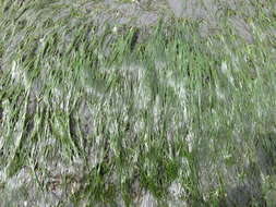 صورة Zostera japonica Asch. & Graebn.